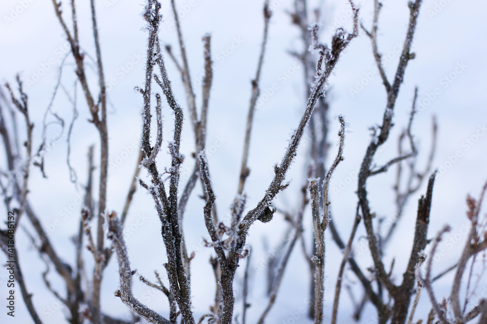 Currant bushes in hoarfrost in winter. Winter background. Winter nature Currant bushes in hoarfrost in winter. Winter background. Winter nature