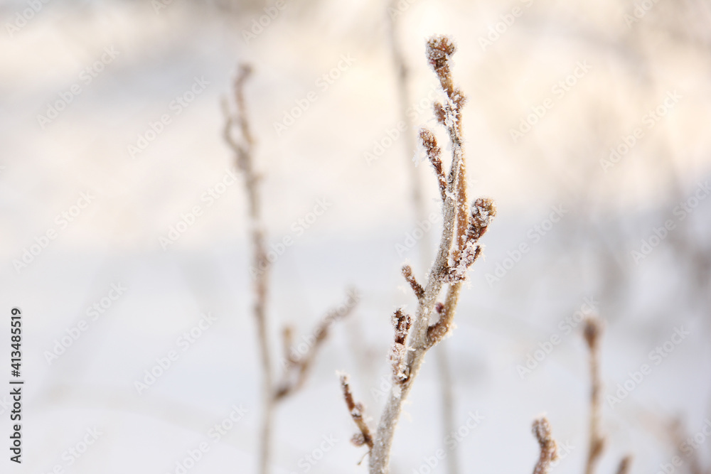 Currant bushes in hoarfrost in winter. Winter background. Winter nature