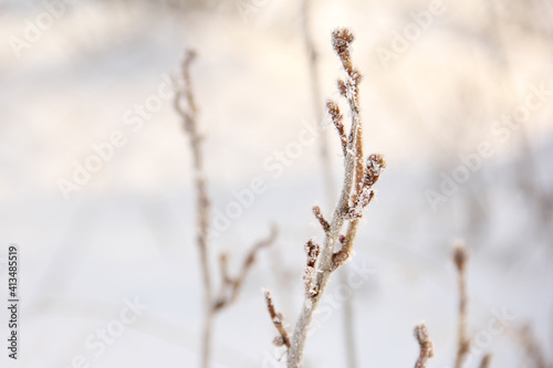 Currant bushes in hoarfrost in winter. Winter background. Winter nature