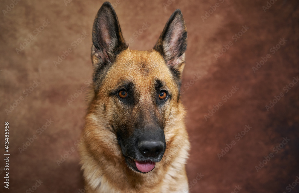 Charming purebred adult dog from kennel of working shepherds. Portrait of German shepherd on studio brown background close up.