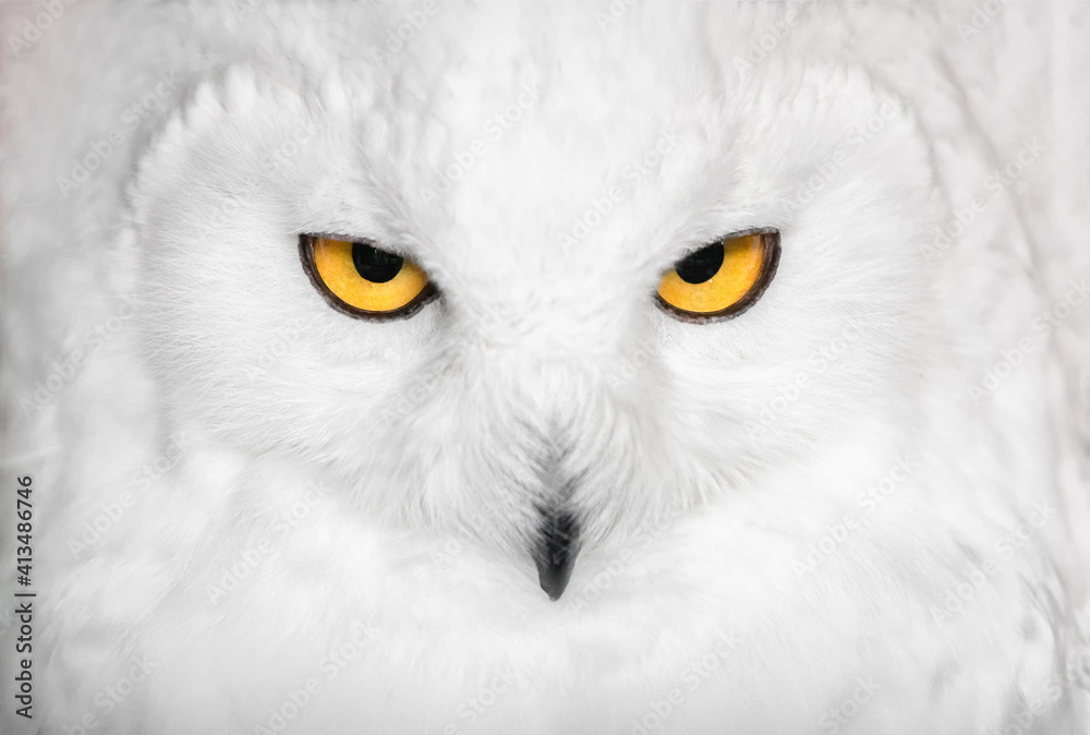Obraz premium Hypnotic snowy owl portrait in white
