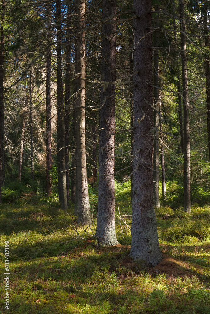 Obraz premium Green woods with mossy boulders.