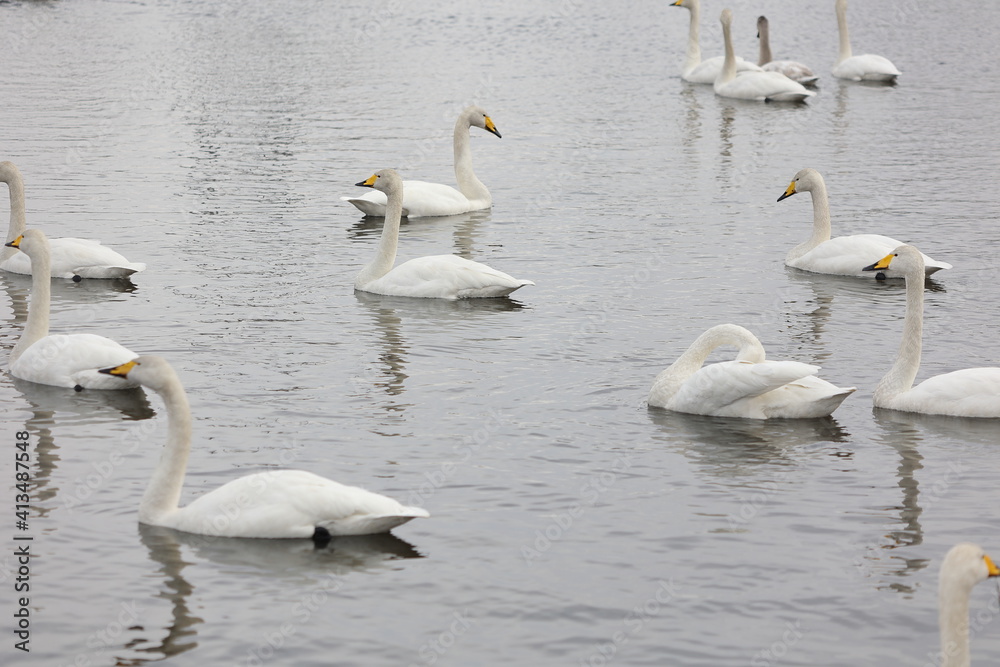 茨城県、池花池の白鳥