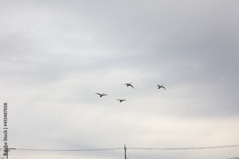 Obraz premium 空を飛ぶ４匹の大白鳥