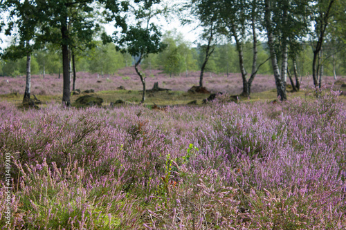 beautiful walk, trail in Luenebruger Heide, violett blossom, Germany, Europe photo