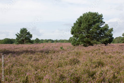 beautiful walk, trail in Luenebruger Heide, violett blossom, Germany, Europe photo