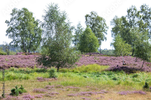 beautiful walk, trail in Luenebruger Heide, violett blossom, Germany, Europe photo