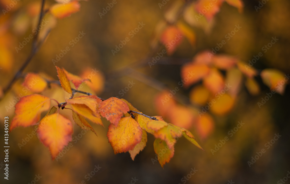 autumn leaves autumn leaves