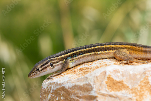 Psammodromus algirus, Algerian psammodromus, lizard on yellowish white rock sunbathing photo