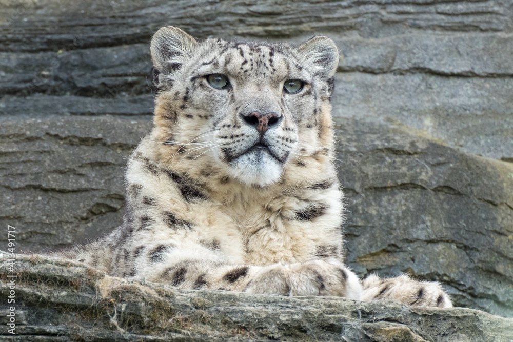 Fototapeta premium Snow leopard with a fixed stare