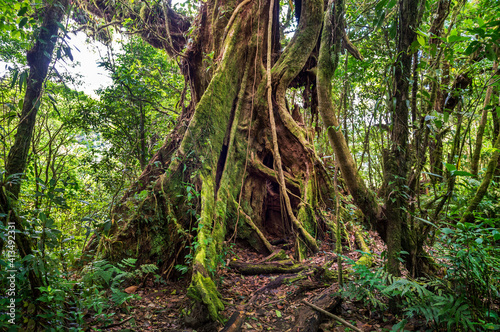 Old green tree, with big roots in the jungle. Arenal Volcano National Park. Costa Rica, Central America.