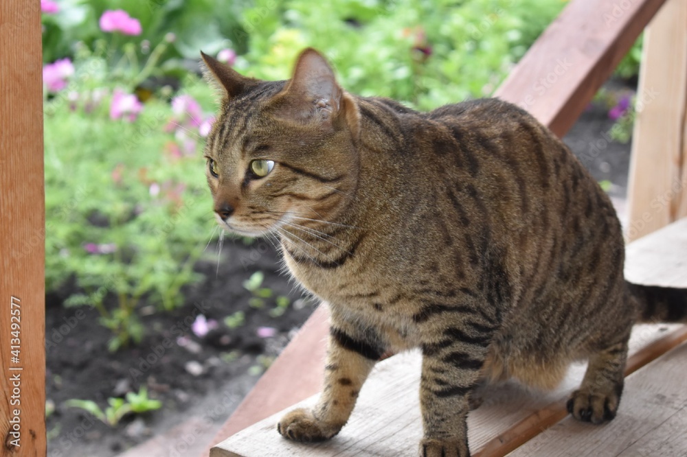 cat in the garden