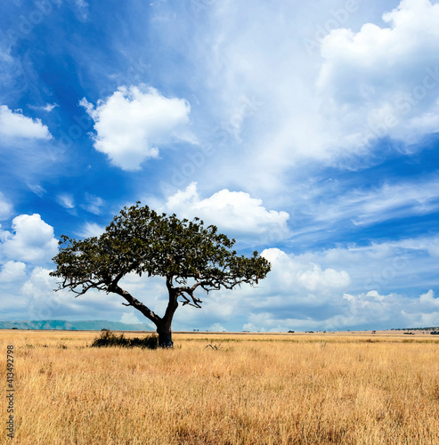 Acacia trees in Africa © Tomas