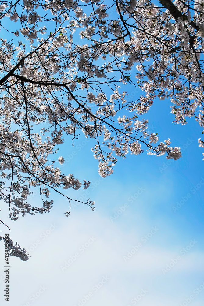 Vertical of cherry blossom background in the sky Vertical of cherry blossom background in the sky