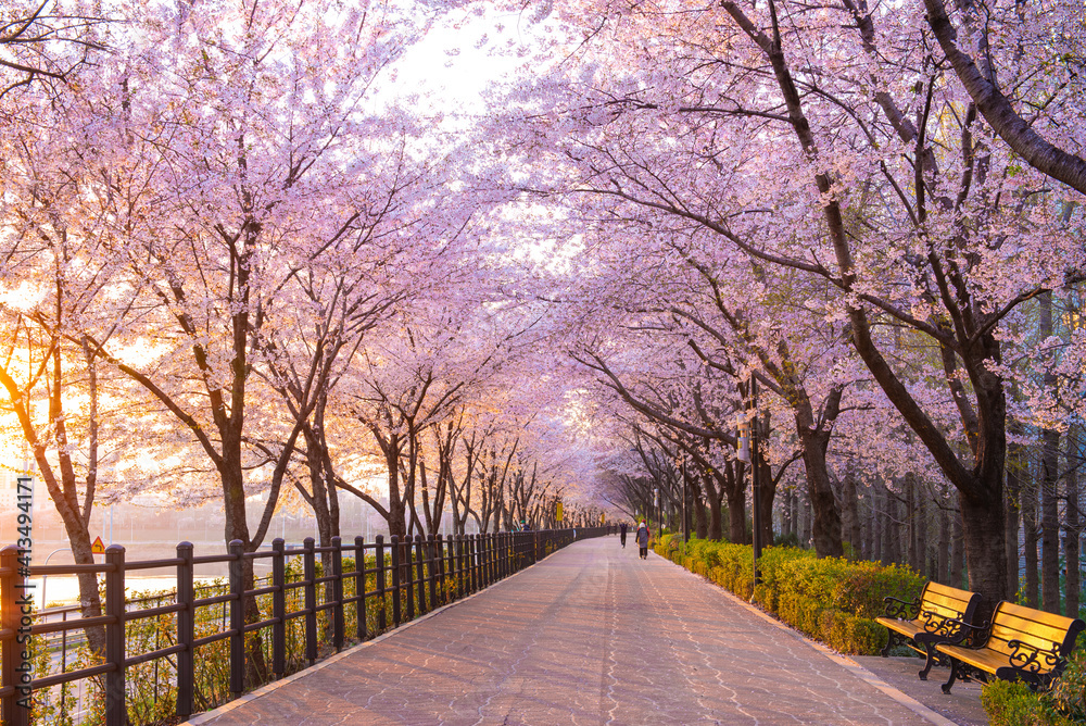 Beautiful cherry blossoms in spring season at Seoul, South Korea. Stock