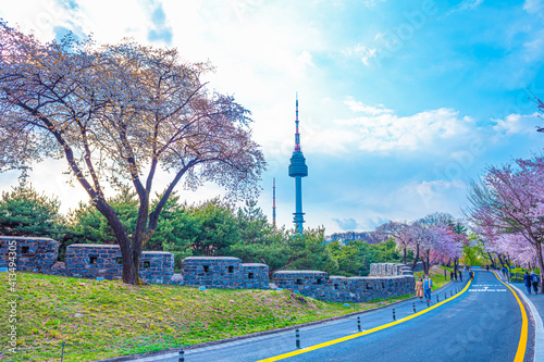 Photography Cherry blossoms in full bloom against the blue sky,Seoul city South Korea