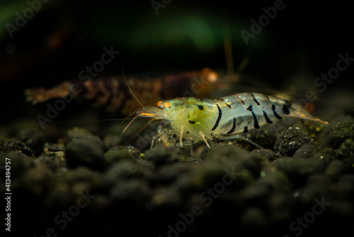 Nice blue Tiger Orange eyes shrimp in freshwater tank aquarium pets photo