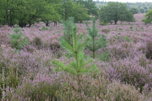 beautiful walk, trail in Lueneburger Heide, violett blossom, Germany, Europe photo