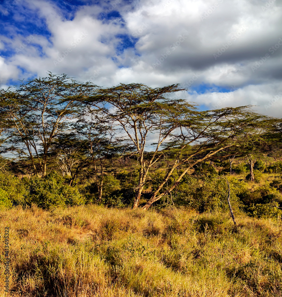 Acacia trees in Africa