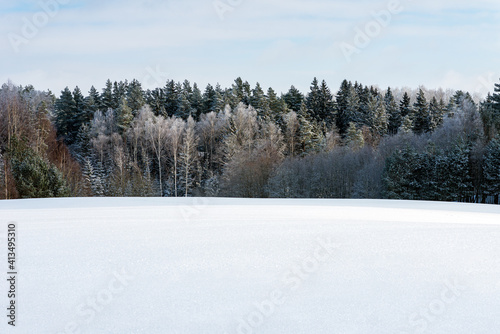 Wallpaper Mural Pine trees,birches in a row. Snowy nice forest. Lithuania. Northern Europe Torontodigital.ca