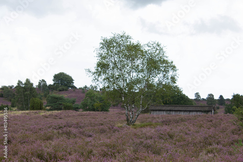 beautiful walk, trail in Lueneburger Heide, violett blossom, Germany, Europe photo