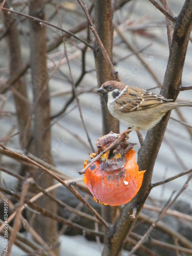 Passerotto