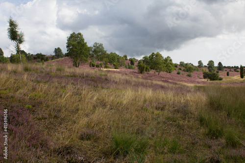 beautiful walk, trail in Lueneburger Heide, violett blossom, Germany, Europe photo