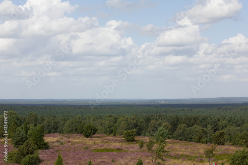 beautiful walk, trail in Lueneburger Heide, violett blossom, Germany, Europe photo