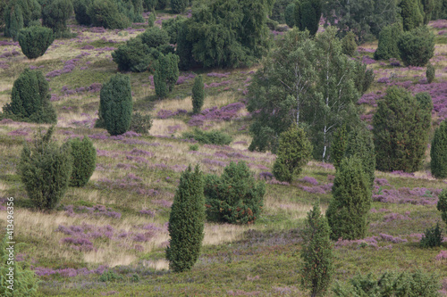 beautiful walk, trail in Luenebruger Heide, violett blossom, Germany, Europe photo
