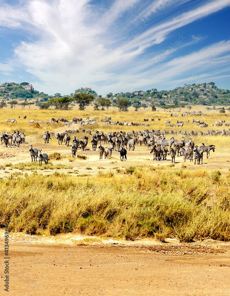 Zebras in Africa Zebras in Africa