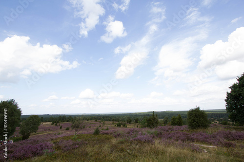 beautiful walk, trail in Luenebruger Heide, violett blossom, Germany, Europe photo
