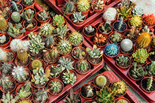 Mix of different cactus plant tray at sale in a garden shop during spring
