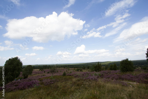 beautiful walk, trail in Luenebruger Heide, violett blossom, Germany, Europe photo