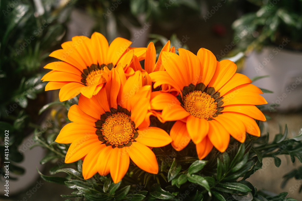 Macro photography of beautiful orange gazania rigens flowers blooming during spring Macro photography of beautiful orange gazania rigens flowers blooming during spring