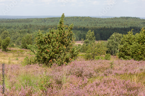 beautiful walk, trail in Luenebruger Heide, violett blossom, Germany, Europe photo