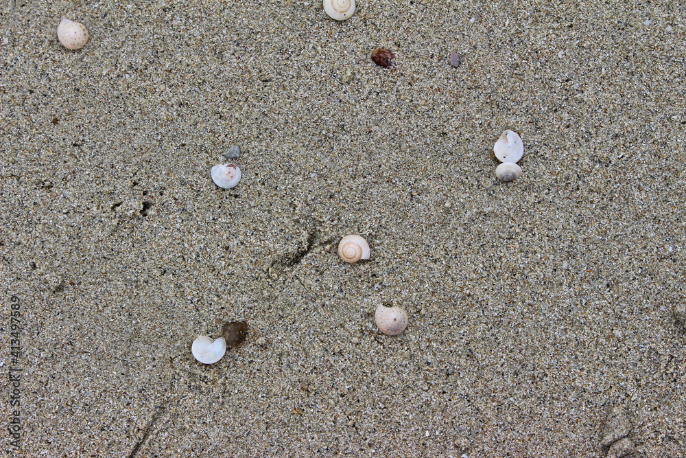 shells in sand on thailand beach background shells in sand on thailand beach background