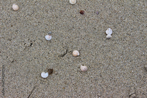 shells in sand on thailand beach background