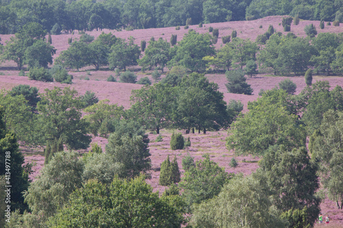 beautiful walk, trail in Luenebruger Heide, violett blossom, Germany, Europe photo