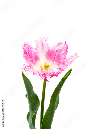  tulip isolated © ksena32