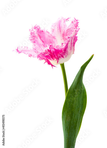 Fototapeta Naklejka Na Ścianę i Meble -   tulip isolated