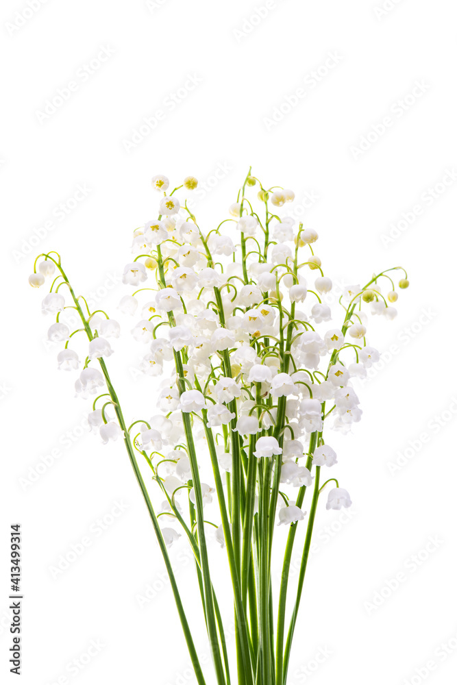 bouquet of lilies of the valley isolated