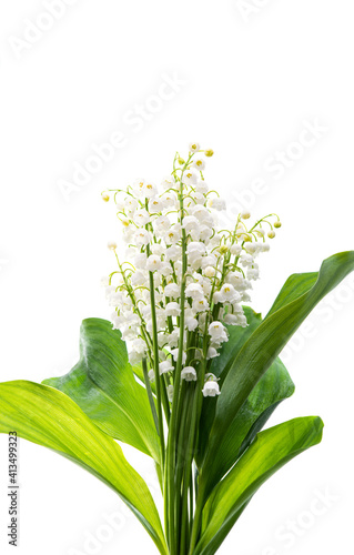 bouquet of lilies of the valley isolated