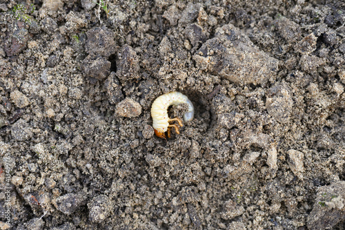 Quadro em tela the larva of the may beetle or cockchafer bug on the loosened soil spring in the