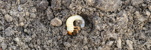 the larva of the may beetle or cockchafer bug on the loosened soil spring in the garden. banner