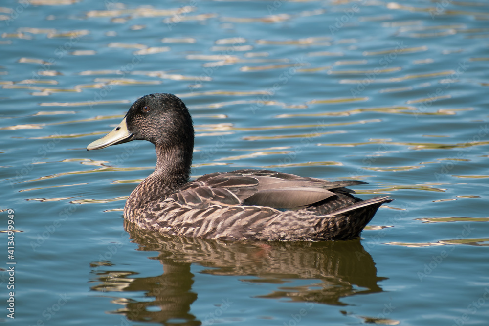 View of female mallard duck swimming in water View of female mallard duck swimming in water