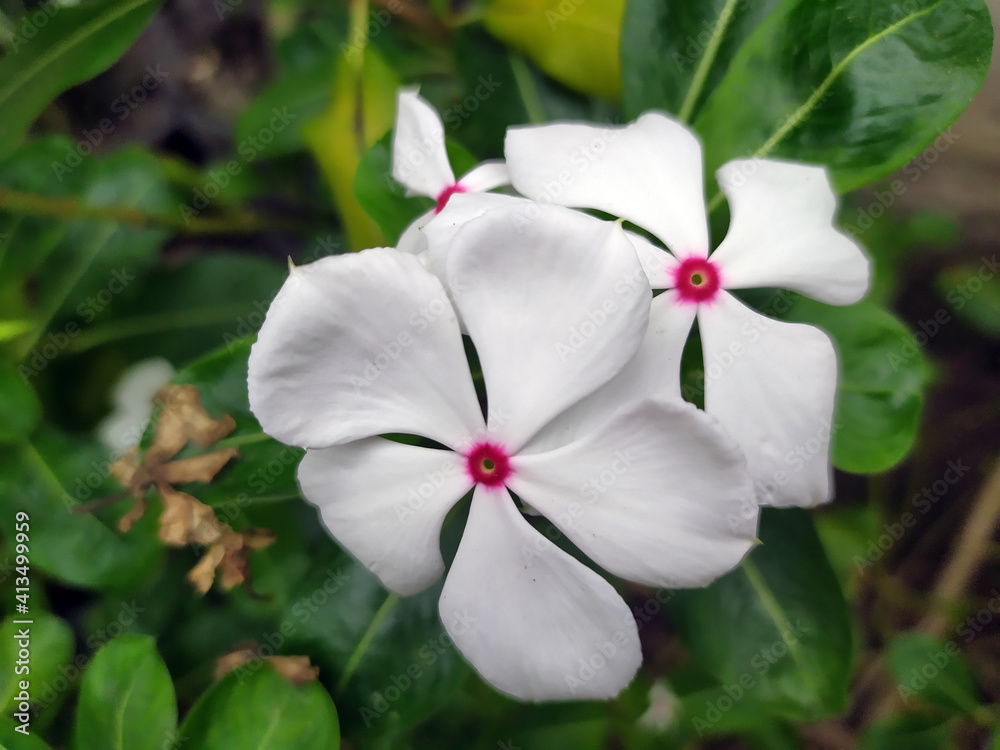 These flowers are very beautiful and can be reached by our eyes to make it more relaxed and can be used for the background These flowers are very beautiful and can be reached by our eyes to make it more relaxed and can be used for the background