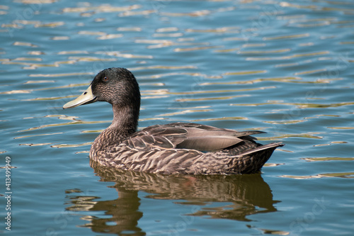 View of female mallard duck swimming in water
