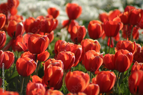 Tulips Red 001