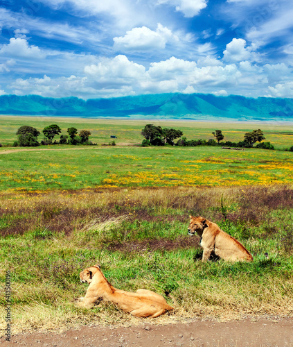 Lionness in Africa