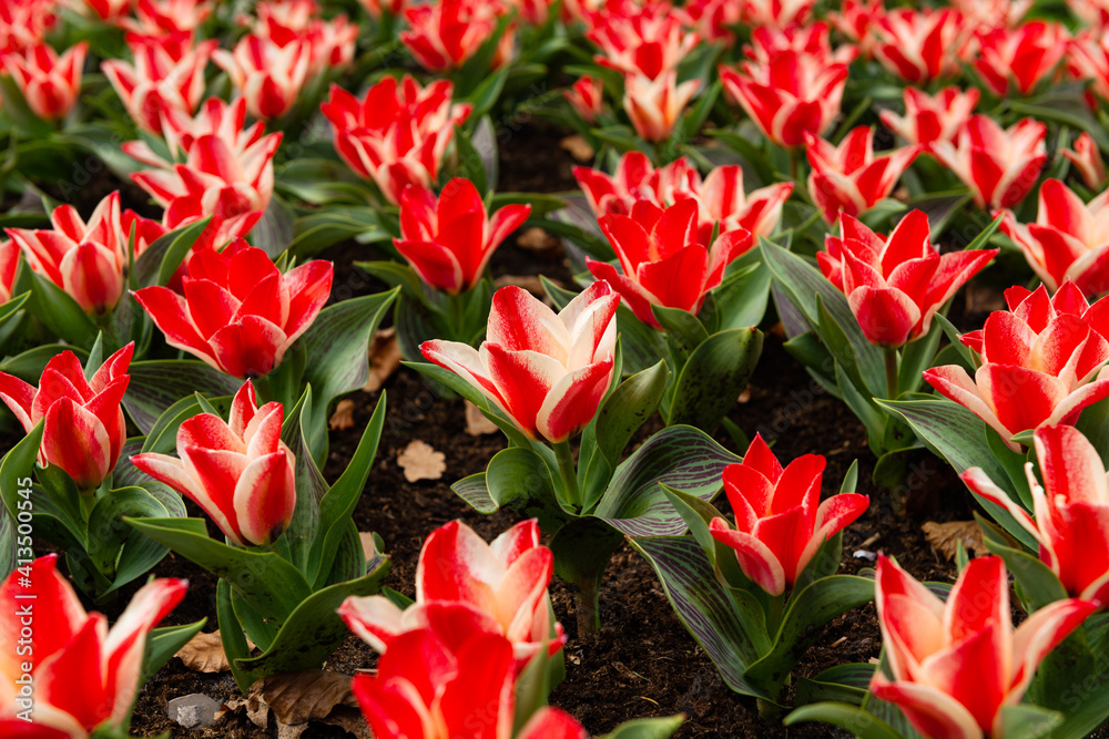 flower bed with blooming tulips in the Netherlands flower bed with blooming tulips in the Netherlands